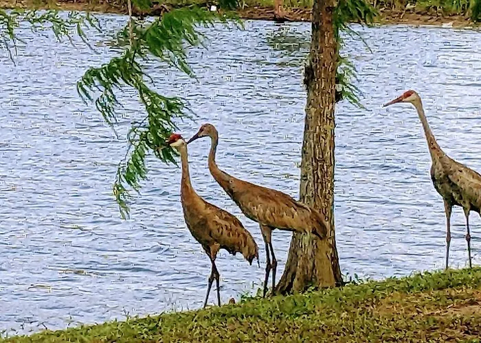 Port Saint Lucie A Little Piece Of Heaven- Peaceful Lake View Apartment- 1 Min From I95 And Turnpike